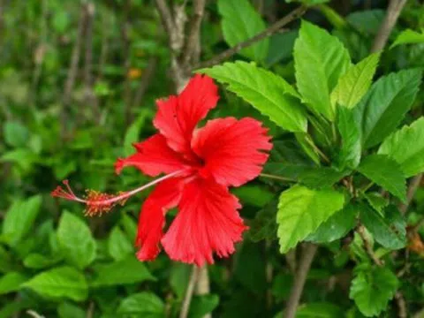 Loại cây trồng làm hàng rào tưởng không ăn được, đem nấu canh thành đặc sản chỉ có ở Ninh Bình