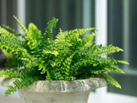 3 loại cây rất hợp với gia chủ trên 40 tuổi