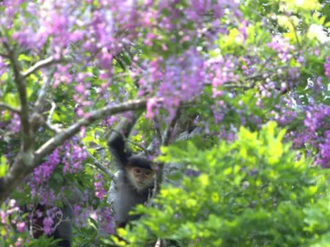 Sắc tím hoa thàn mát phủ kín bán đảo Sơn Trà, hút khách check-in