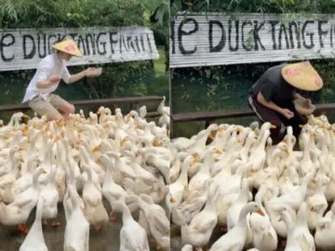 Clip du khách Tây chăn vịt theo nhạc ở Quảng Trị khiến dân mạng cười bò