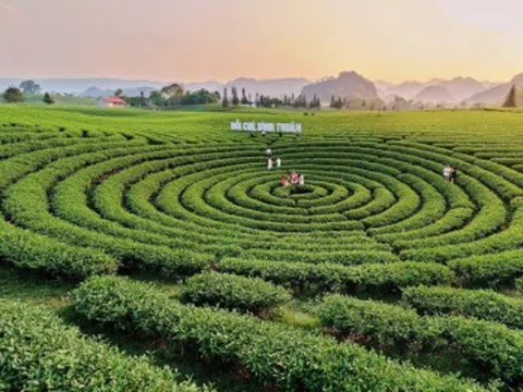 Ngắm những đồi chè tuyệt đẹp dưới chân đèo Pha Đin