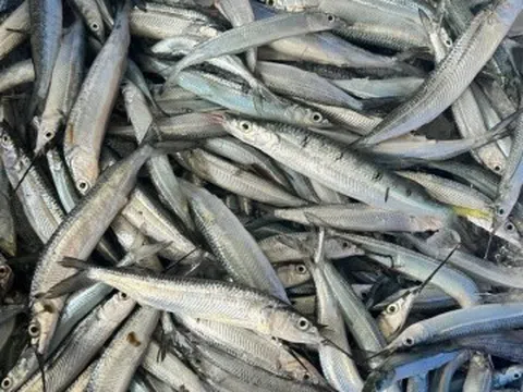 Loài cá mang tên nghe như đang “hờn cả thế giới”, là đặc sản Lâm Đồng hiếm có, ngư dân bắt được thường ăn ngay chứ không...