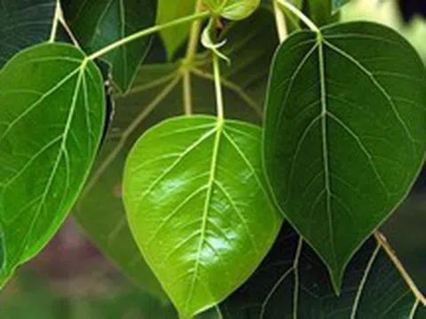 Đừng trồng trước nhà 3 loại cây này: Dễ 'tụ khí xấu', chặn tài lộc