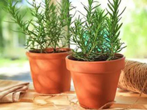 5 loại cây cảnh mà người trên 40 tuổi nên trồng để tăng cường sức khỏe, gia đình thêm thịnh vượng