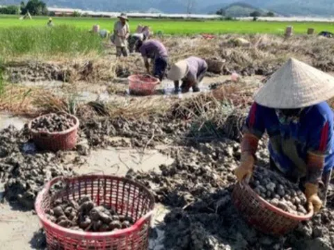 "Lộc trời" mọc dưới bùn xưa chẳng ai ăn, nay thành đặc sản dân thành phố lùng mua, giá đến 80.000 đồng/kg