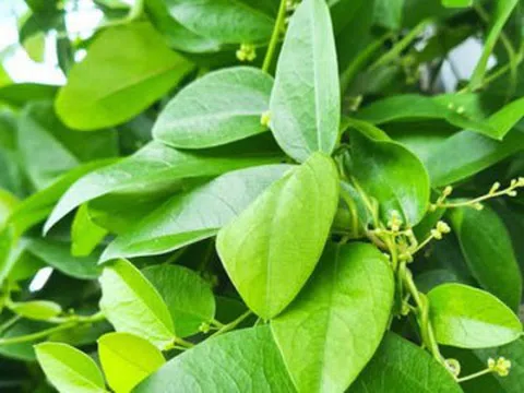 Loại lá trồng làm cảnh, nấu thành món giải nhiệt, mát gan ngày hè