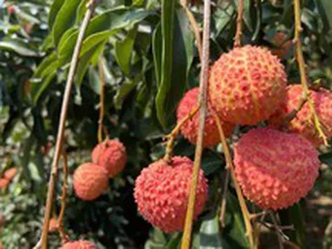 Sản lượng giảm mạnh, vải đầu vụ giá từ 50.000 - 70.000 đồng/kg