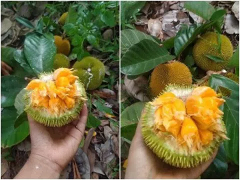 Một loại quả Việt thơm nức mũi, ruột vàng ươm đang vào mùa giá chỉ chục nghìn đồng/kg