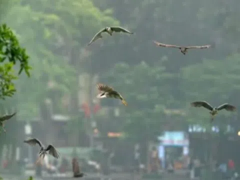 Hà Nội: Vì sao hàng trăm cá thể chim hoang dã bất ngờ xuất hiện ở Hồ Gươm?