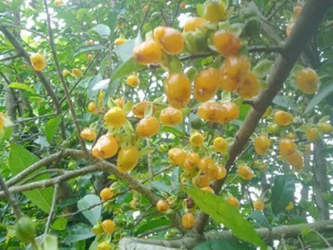 Loại quả xưa có đầy ở hàng rào, giờ thành đặc sản mà nhiều tiền cũng chưa chắc mua được vì quá hiếm