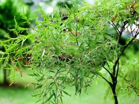 Loại rau tốt ngang nhân sâm, xưa ít người ăn giờ thành đặc sản được ưa chuộng, giá 90.000 đồng/kg