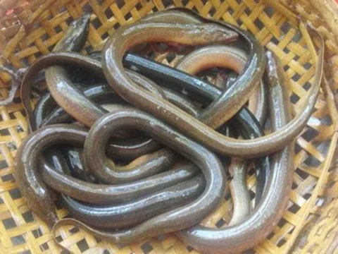 Đặc sản xưa có đầy không ai ngó ngàng, giờ được người thành phố ưa thích, ăn mãi không chán, 250.000 đồng/kg
