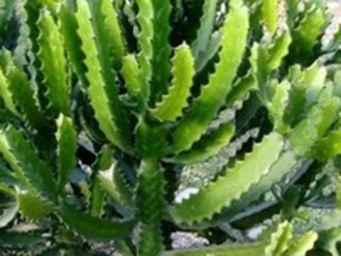 5 cây không trồng trước nhà: Cây càng thịnh người càng suy