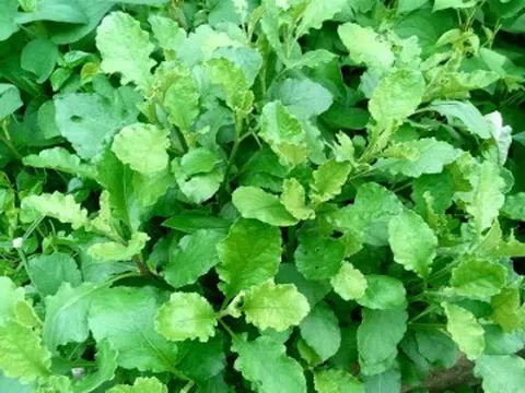 Sản vật không tốn tiền mua ở miền Tây, nấu canh ăn ngon lại mát