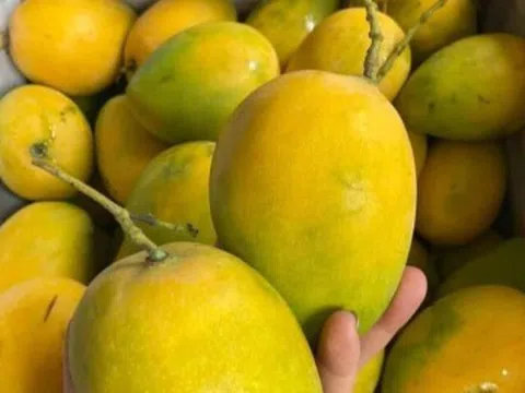 Nhiều loại xoài Việt vào mùa, xếp đống bán đầy thị trường giá chỉ hơn chục nghìn đồng/kg