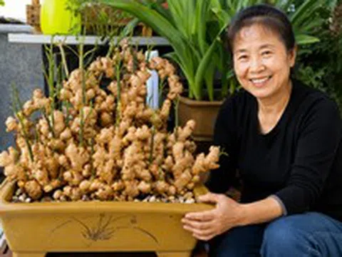 Người phụ nữ nghỉ hưu trồng cả “núi gừng” trong thùng phuy cũ: 8 tháng thu gần 8kg, hàng xóm kéo sang học theo vì vừa quá đẹp vừa “có lộc”