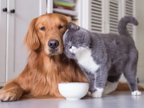 5 thú cưng vừa dễ nuôi vừa tiết kiệm, được xem như “bùa may mắn” mang đến điềm lành, tài lộc cho gia chủ