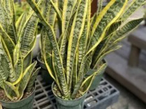 5 lý do nên trồng lưỡi hổ trong nhà