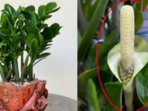 Hiện tượng kim tiền nở hoa