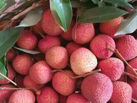 Vải trứng Hưng Yên, mận hậu Sơn La được mang bán trên trời