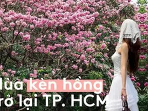 Sống ở TP.HCM hơn 10 năm mới thấy mùa kèn hồng "ngang ngược" thế này, bảo sao ai cũng rần rần xách máy lên phố!