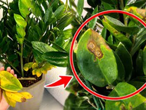 Cây kim tiền từng “nhà nào cũng có” giờ bị nhiều người âm thầm bỏ: 4 nhược điểm khiến ai trồng rồi cũng ngán
