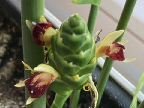 Hiện tượng gừng nở hoa