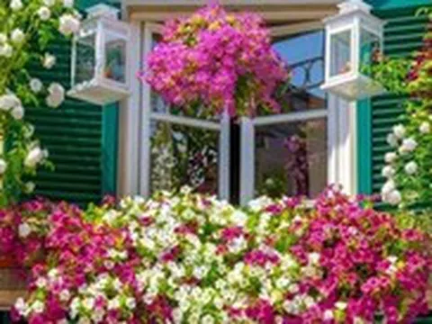 Không phải mê tín, giờ mới biết vì sao nhà giàu trồng 3 loại hoa "phá tài, phá lộc" này