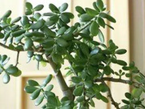 3 loại cây đặt trong nhà có thể sống trăm năm: Được xem như "báu vật" để lại cho con cháu