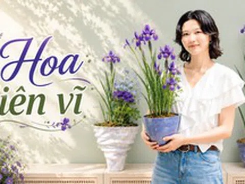 Một phụ nữ biến hoa diên vĩ thành “tác phẩm nghệ thuật”: Nhìn thôi mà ai cũng muốn trồng thử một cây trong nhà
