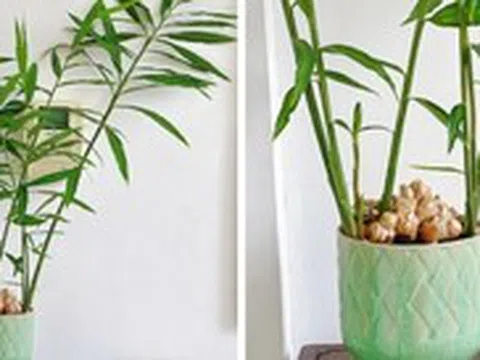 4 lý do vì sao bạn nên trồng cây gừng trong nhà