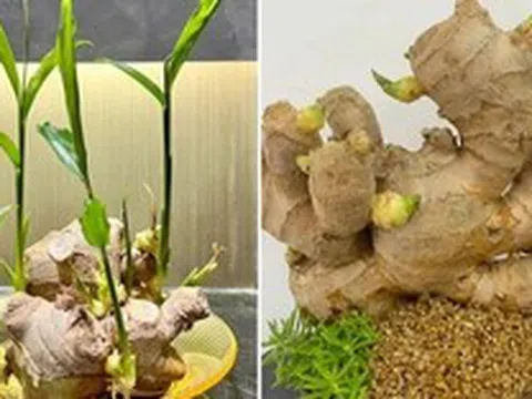 Vì sao nhiều gia đình thích trồng gừng quanh nhà?