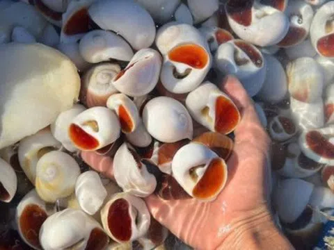 Đặc sản có từ Nam ra Bắc, tên nghe béo ngậy, thịt giòn, bùi như trứng gà