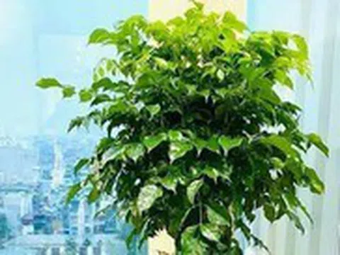 6 loại cây mang lại vận may, nên trồng ở ban công