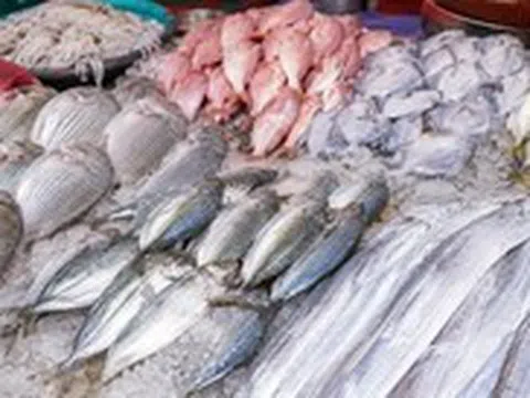5 loại cá đang vào vụ, thịt ngon nhất năm: Người bán cũng ưu tiên mang về ăn