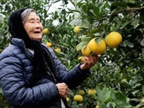 Loại quả Việt Nam lọt top ngon nhất thế giới: Chỉ có ở Nghệ An, từng tiến vua, khách đặt mua khi còn xanh
