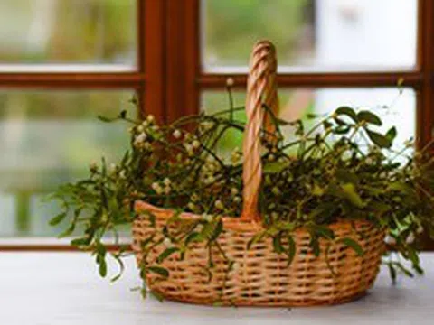6 loại cây "hút cạn" may mắn, chớ nên đặt trong nhà