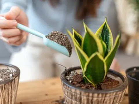 5 điều nhất định phải biết trước khi trồng cây lưỡi hổ trong nhà: Điều cuối cùng đặc biệt quan trọng