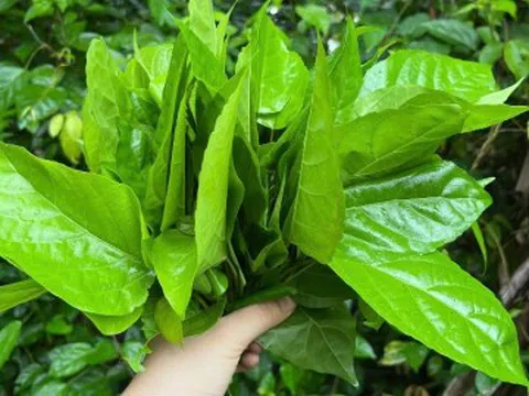 Sản vật miền Tây càng hái càng mọc, ăn sống hay chín đều được, khó mang đi xa