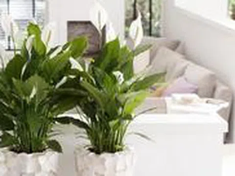 3 loại cây nên có trong nhà: Được ví là "cây hạnh phúc", giúp không gian sống thêm bình yên, gắn kết