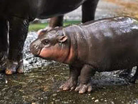 Moo Deng sinh nhật 2 tuổi và tin vui dành cho các du khách sắp đến Thái Lan