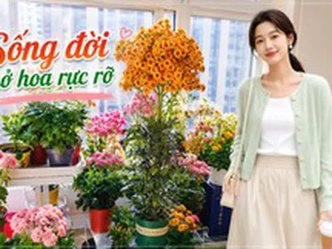 Chỉ mất 1 năm, người phụ nữ trồng cây sống đời thành "cây cổ thụ" cao gần 1 mét, nở hoa kín tán: Bí quyết hóa ra lại rất đơn giản