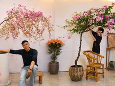 Từ chỗ phản đối chồng chi gần 11 triệu đồng mua cây hoa giấy, tôi lại thành người ngắm nó "800 lần mỗi ngày": Hóa ra có những thú chơi càng ngắm càng thấy đáng tiền