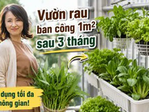 Chỉ với ban công 1m², người phụ nữ tạo nên vườn rau xanh mướt sau 3 tháng: Bí quyết tận dụng không gian khiến nhiều người muốn làm theo