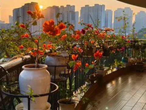 Người đàn ông khoe ban công hoa giấy đẹp "nghẹt thở", dân mạng chỉ để lại một bình luận: "Ước gì được làm hàng xóm!"