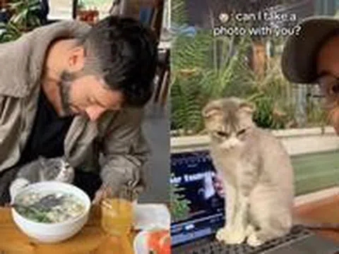 Mèo ở quán xá Việt Nam thành 'đại sứ du lịch' thu hút khách Tây