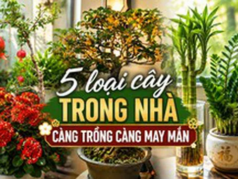 Vì sao người xưa luôn khuyên trồng 5 loại cây này trong nhà? Câu trả lời không chỉ nằm ở phong thủy