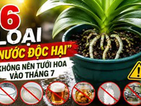 6 loại "nước độc hại" không nên dùng để tưới cây vào tháng 7: Sai một lần, cả chậu cây cũng có thể héo rũ