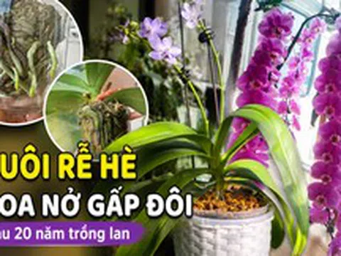 Sau 20 năm trồng lan hồ điệp, tôi nhận ra: Chỉ cần làm tốt 1 việc trong tháng 7 và 8, cây có thể cho số hoa gấp đôi vào mùa thu