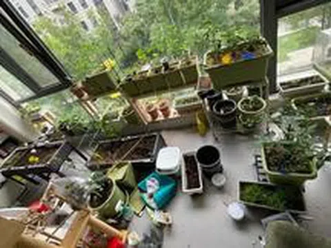Chồng than phòng khách biến thành "vườn rau", 2 tháng vẫn chưa được ăn gì: Trào lưu trồng rau tại nhà có thật sự "dễ như lời đồn"?
